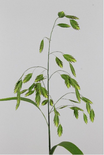 Chasmanthium Latifol Mantis 70cm "T50"