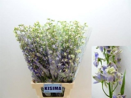 Delphinium En Trik 80cm "T10"