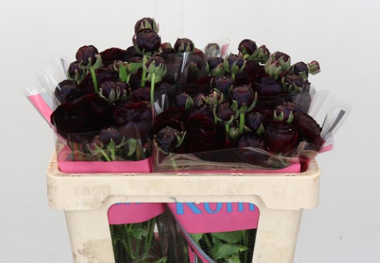 Ranunculos Hol. Romance Perigord 50cm 45gr