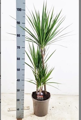 P. Dracena Marginata 21/90cm 3P  (90/60/30)