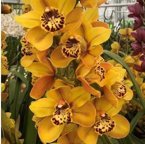 Cymbidium Australian Tiger 60cm Ama. Ocre