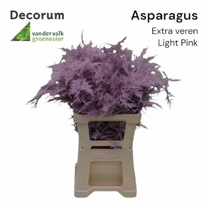 Esparraguera Pintada Light Pink 65cm "T50"