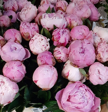 Peonia Hol. Sara Bernardt 55cm "A"