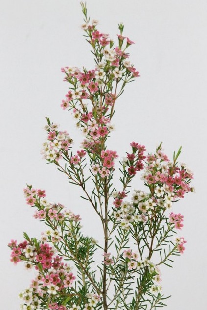 Flor Cera Hol. My Sweet 70cm 50gr Rs "T25"