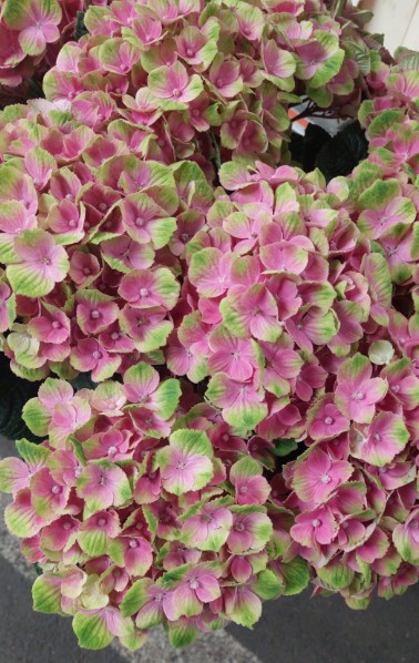 Hortensia Hol. Amethyst 65cm 18/20 Bic.