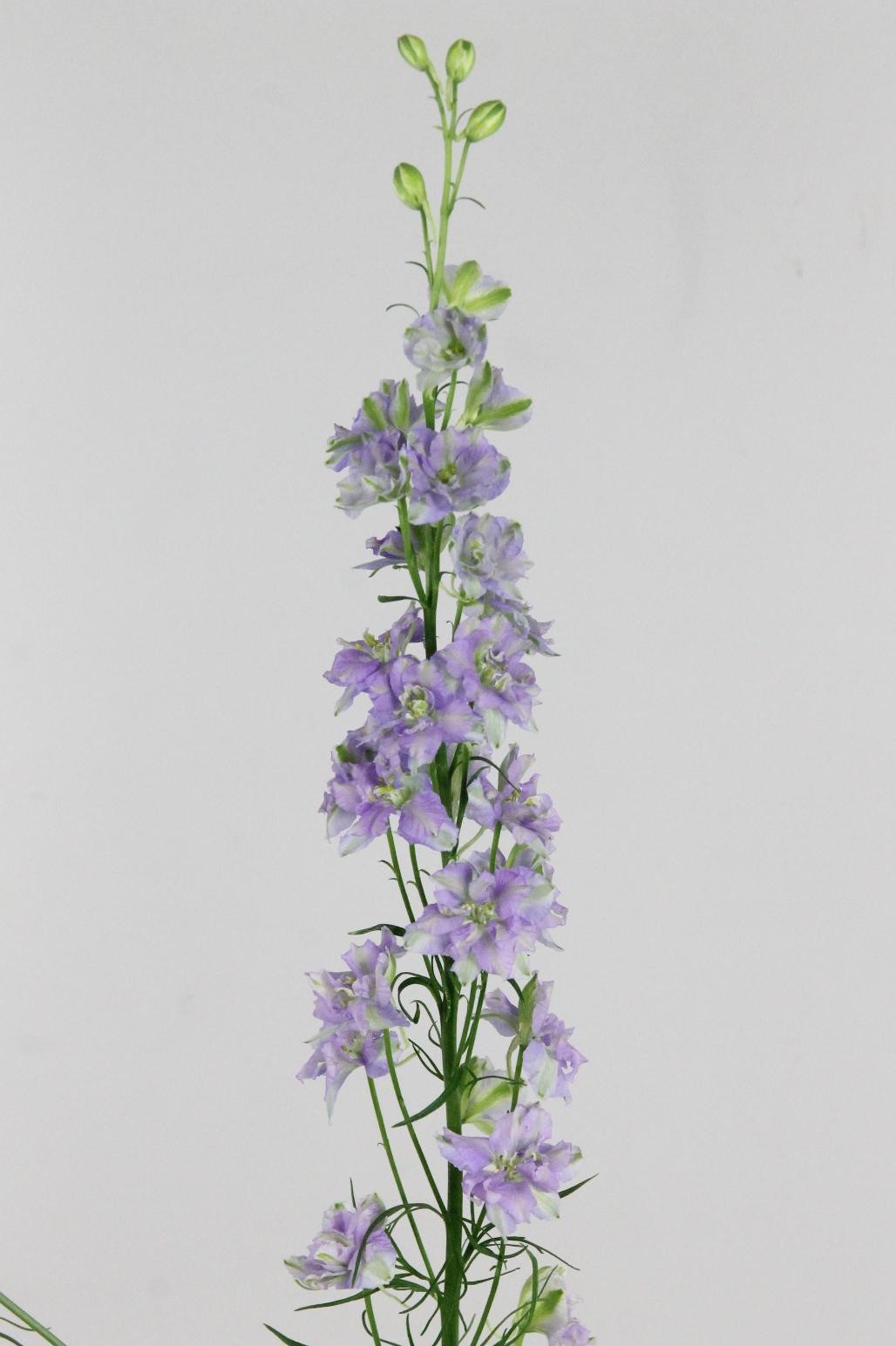 Delphinium Hol. Cons R Sidnei Blue Pico 90cm