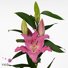 Oriental Hol. Lexus 80cm 5 fl.