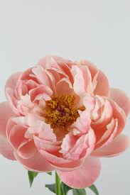 Peonia Salmon Saucer 60cm