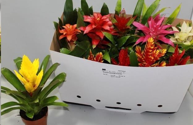 P. Bromelia Mixta 10 Srt 12/35cm x10