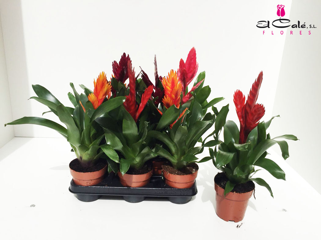 P. Guzmania Mixta Vries 12/40cm x10