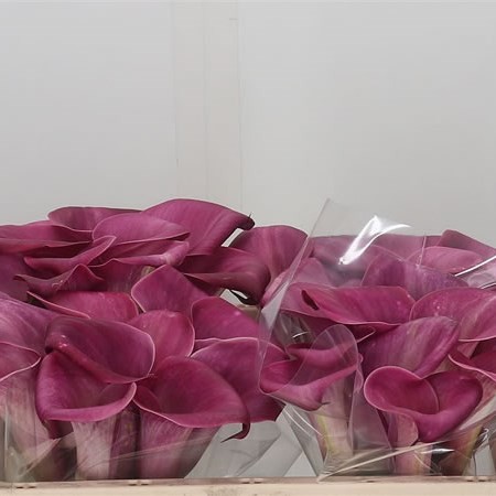 Calla Sumatra 50cm (7 Dias - 2)