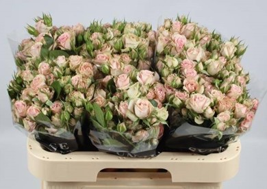 Ramificada Pink Irischka 60cm (7 Dias - 2)