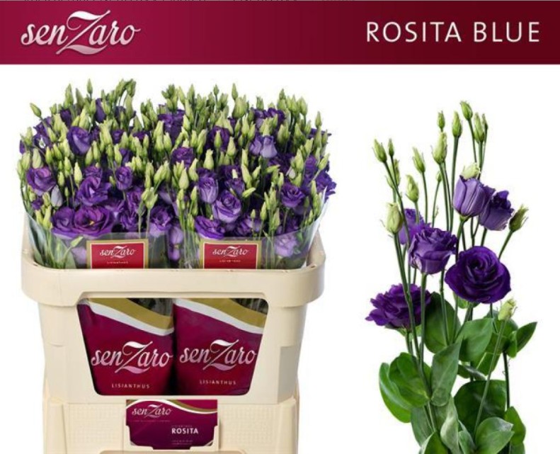 Lisiantus Hol. Rosi Blue 70cm 55gr "T10" (7 Dias - 2)