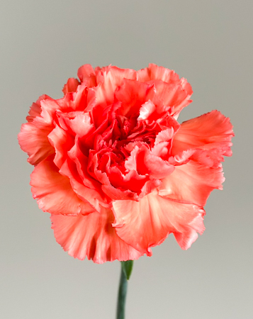 Clavel Nac. 70cm Fama (Coral) (7 Dias - 2)