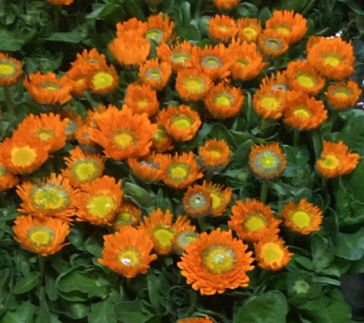 Calendulas Italia Naranja 50cm (7 Dias - 2)