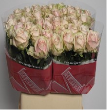 Rosa Hol. Sweet Avalanche 55cm "A2" (7 Dias - 2)