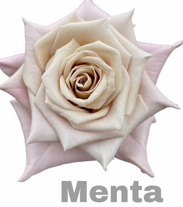 Rosa Hol. Menta 60cm "Vip Roses" (7 Dias - 2)