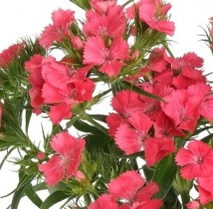 Dianthus Barbatus Italia Aldo Coral 50cm "T50"