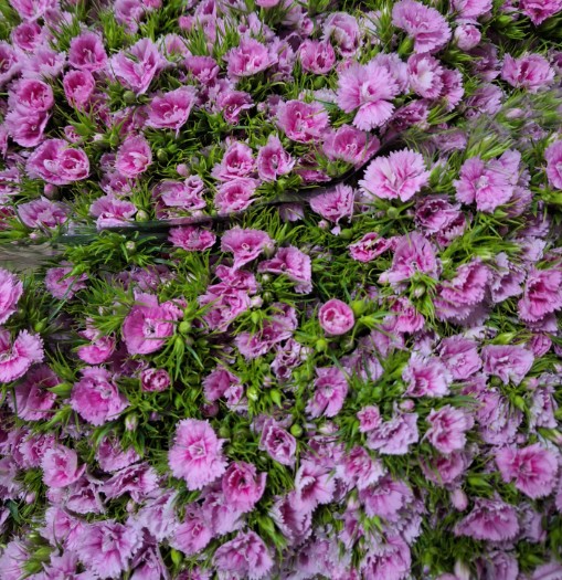 Dianthus Barbatus Italia Pink Breanthus 50cm "T50"