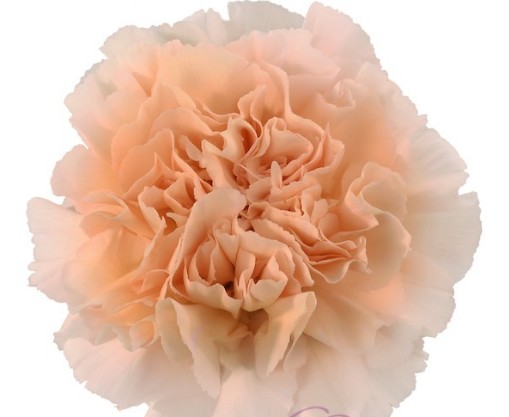 Clavel Col. Short Crimea Cr.