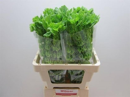 Moluccella Hol. 55cm A2