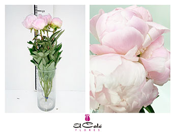 Peonia Nac. Miss America 50cm