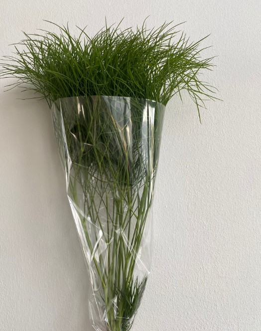 Corallo Italia 60cm 200gr (Puntas Quemadas)
