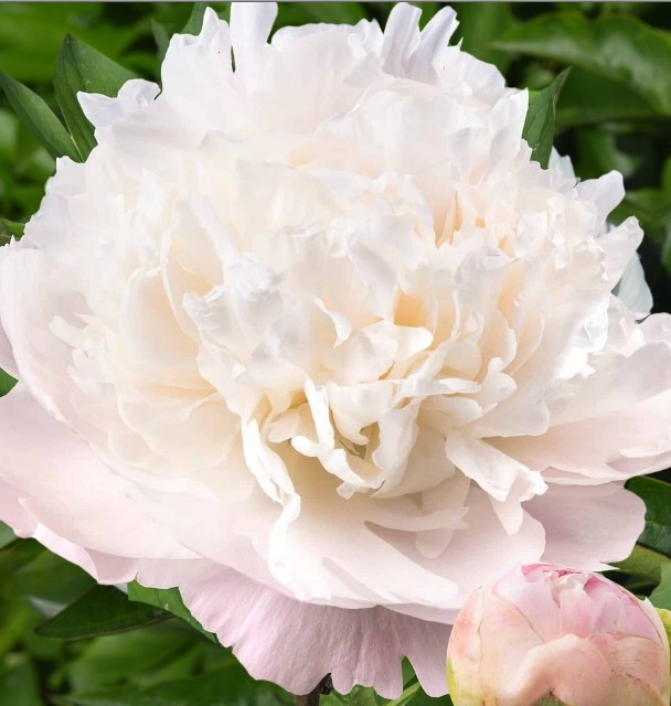 Peonia Nac. Moon Over 55cm Rs.