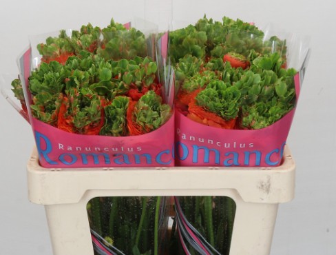 Ranunculos Hol. Romance Crown Nervion 50cm 45gr