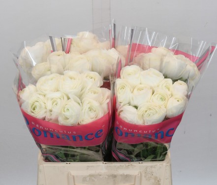 Ranunculos Hol. Romance Courchevel 50cm 35gr