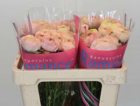 Ranunculos Hol. Romance Plage 50cm 45gr