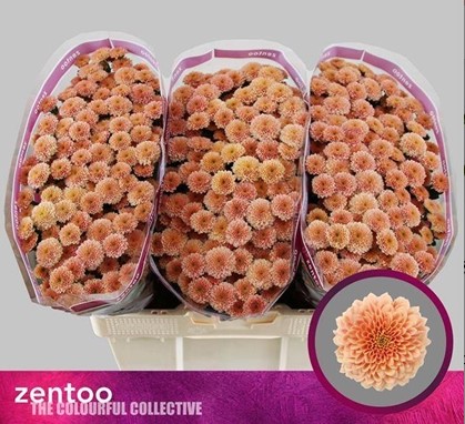 Santini Miller Apricot 1200gr "T25"