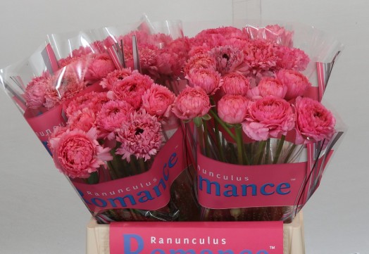 Ranunculos Hol. Romance Ramlia 40cm 35gr