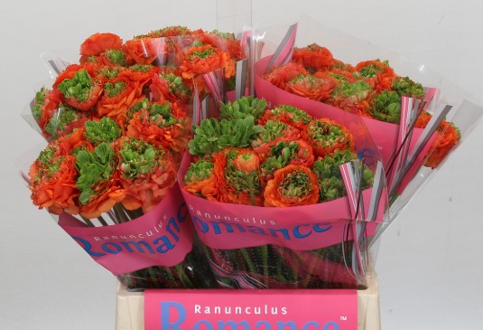 Ranunculos Hol. Romance Crown Nervion 40cm 35gr