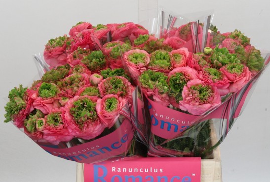 Ranunculos Hol. Romance Crown Sisteron 40cm 35gr
