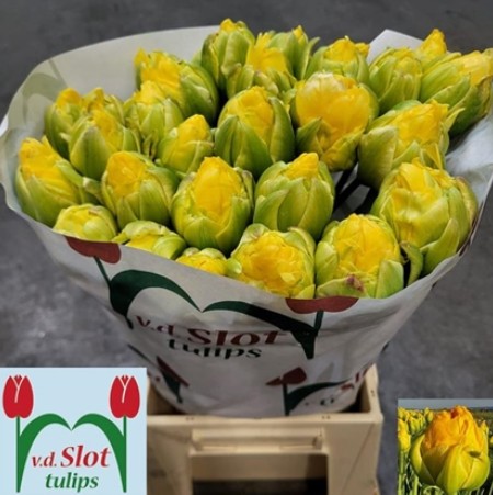 Tulipan Frances Doble Vainilla Coup 45cm Am.