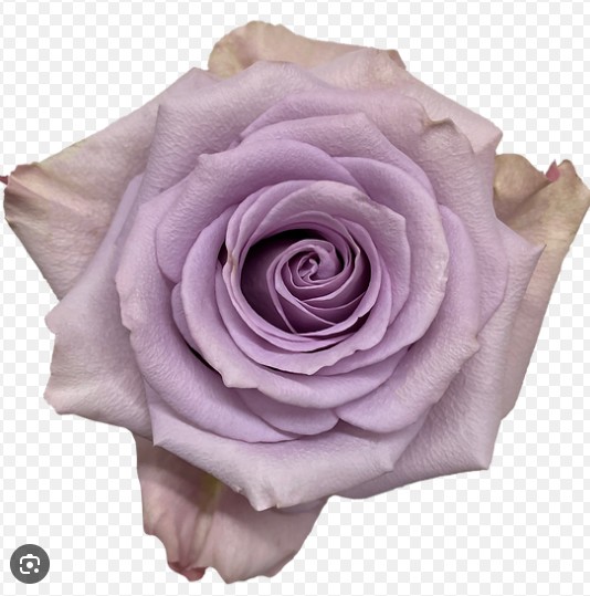 Rosa Ecu. Star Platinum 40cm