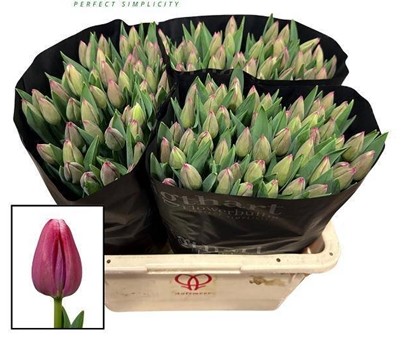 Tulipan Hol. General Mazcek 40cm Frs.