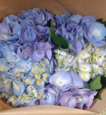 Hortensia Hol. My Minerva 60cm 18/20 Malva