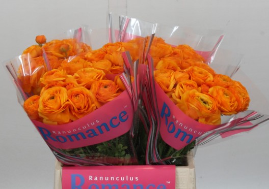 Ranunculos Hol. Romance Digne 40cm 35gr