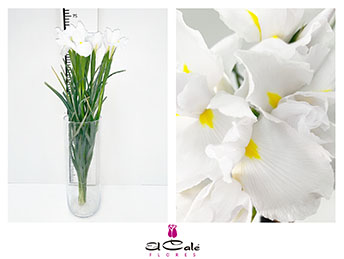Iris Casablanca 65cm 35gr