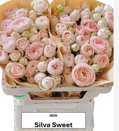 Ramificada Silvia Sweet 50cm