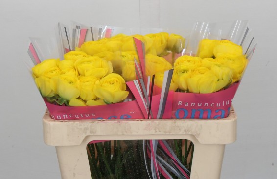 Ranunculos Hol. Romance Kitila 50cm 45gr