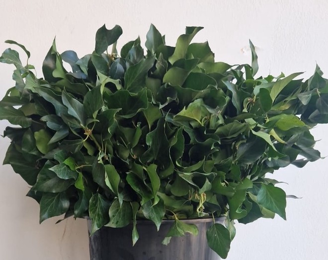 Hedera Italia 50cm 300gr