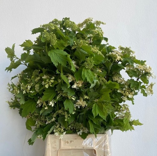 Viburnum Compatto Italia 70cm 200gr