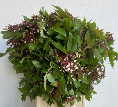 Viburnum Onondaga Italia 70cm 200gr