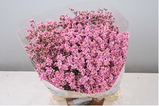Limonium Hol. Anouchka Dia 60cm 30gr "T25" Rs.