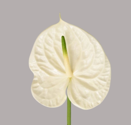 Anthurium Hol. Graciosa Bl. 9  "CC20"