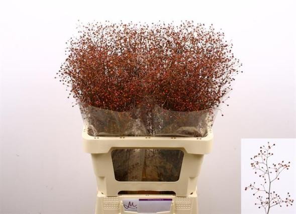 Talinum Pan Long John 80cm "T25"