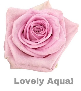 Rosa Hol. lovely Aqua 40cm